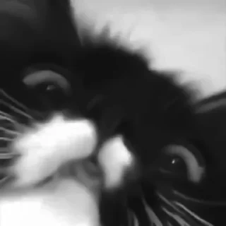 🐈‍⬛️