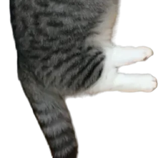 🐈