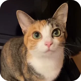 😇