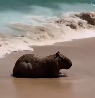 🌊
