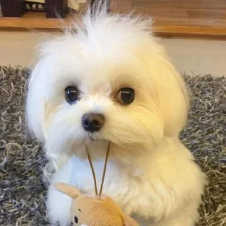 🐶