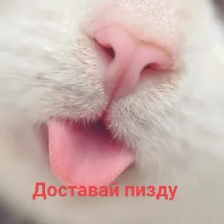😻
