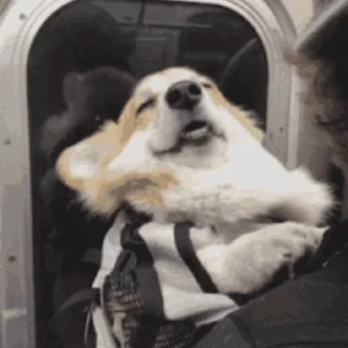 🐶