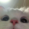 Игра -> @kombat_bot_hamster