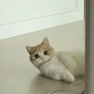 🐈