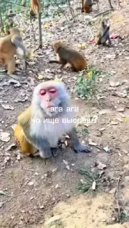 🤩