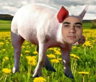 🐷