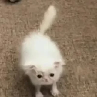 🧍‍♂️