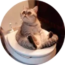 🐱