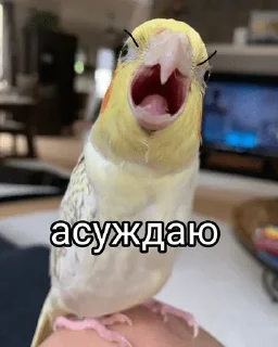 🙊