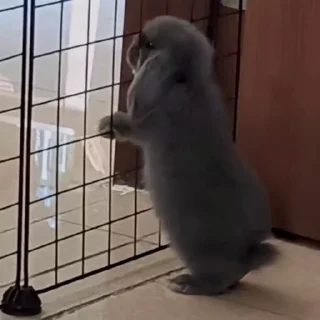 🐰