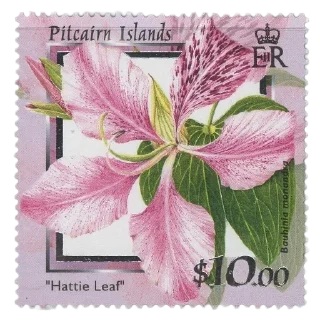 🌸