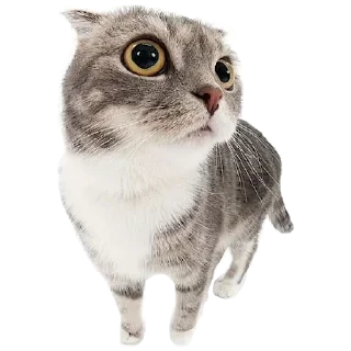 🐈