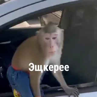 🐵