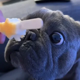 🐶
