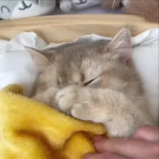 🌟