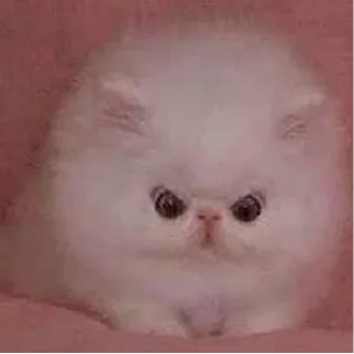 🐈‍⬛