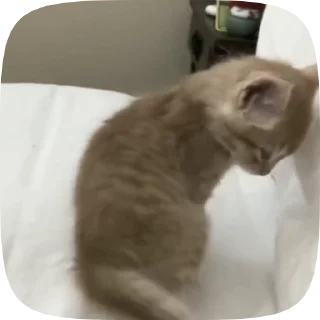 💤