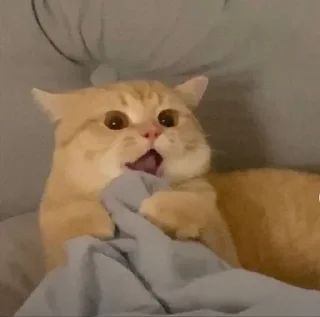 🐶