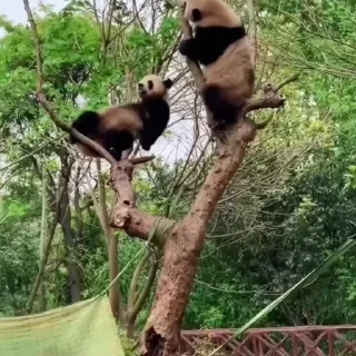 🐼