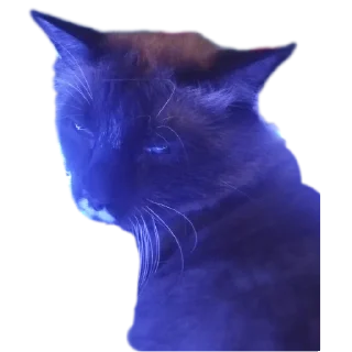 🐱