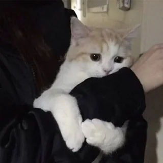 🐈