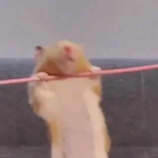 🏋