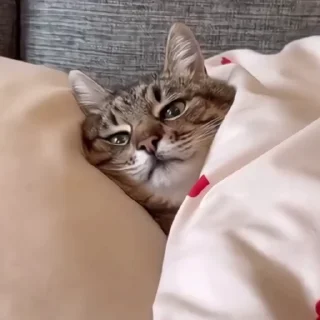 🐈‍⬛️