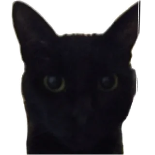 🐱