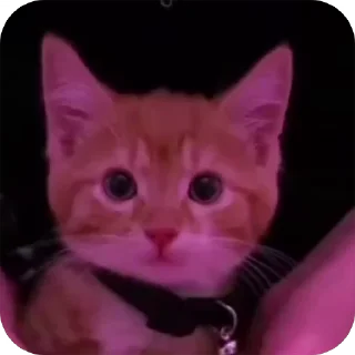 🩷