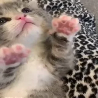 🐈
