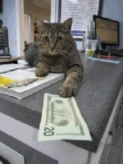 💶