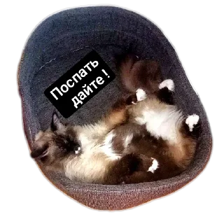 🐱