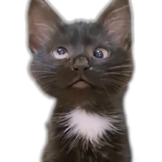 🤪