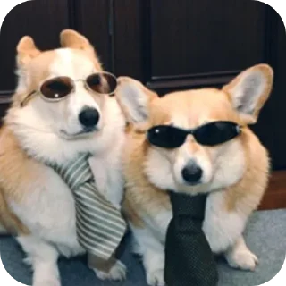 🐶
