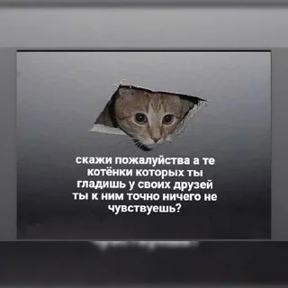 🐱