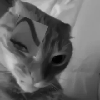 🐈‍⬛️