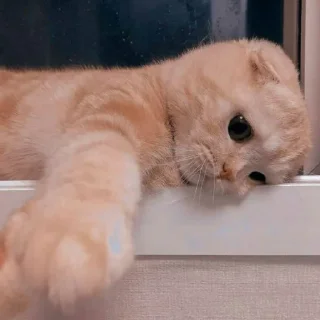 🐈