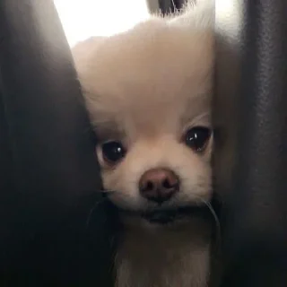 🤩