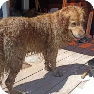 🐶