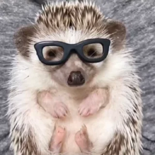 🦔