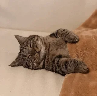 😴