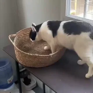 🐈