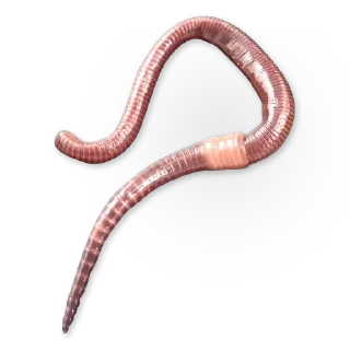 🐛