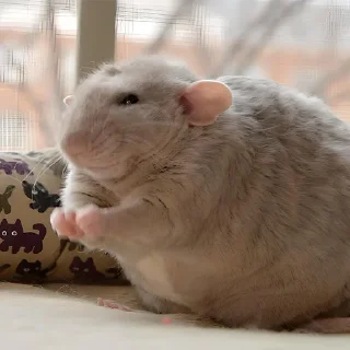 🐹