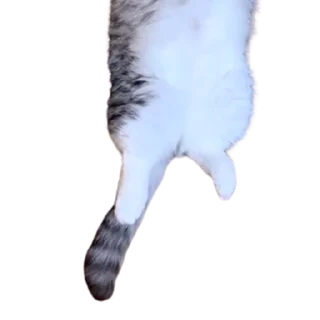 😺