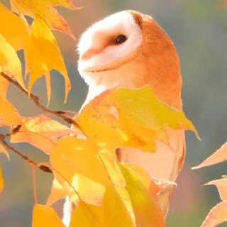 🍁