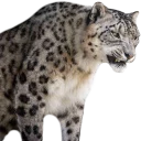 😾