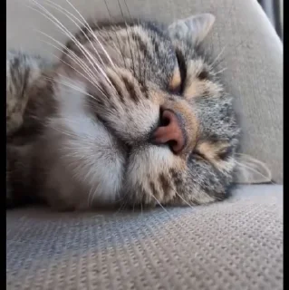 🤩