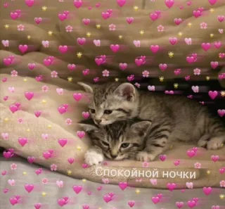 😴